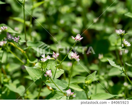 Mamakonoshirinugui 84065923