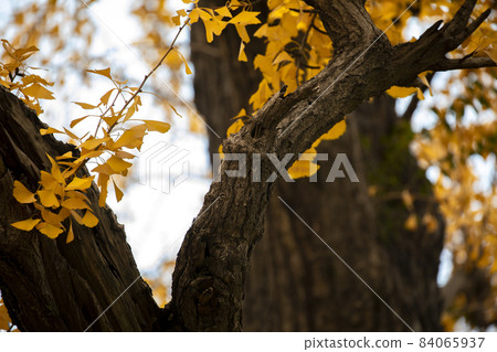 老樹,銀杏樹,百年古樹,古い木、イチョウの木、100年前の木、Old trees, 老樹,銀杏樹,百年古樹,古い木、イチョウの木、100年前の木、Old trees, 84065937