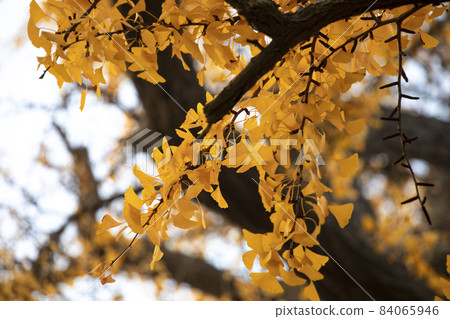 老樹,銀杏樹,百年古樹,古い木、イチョウの木、100年前の木、Old trees, 老樹,銀杏樹,百年古樹,古い木、イチョウの木、100年前の木、Old trees, 84065946