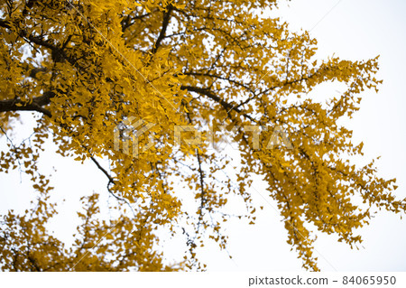 老樹,銀杏樹,百年古樹,古い木、イチョウの木、100年前の木、Old trees, 老樹,銀杏樹,百年古樹,古い木、イチョウの木、100年前の木、Old trees, 84065950