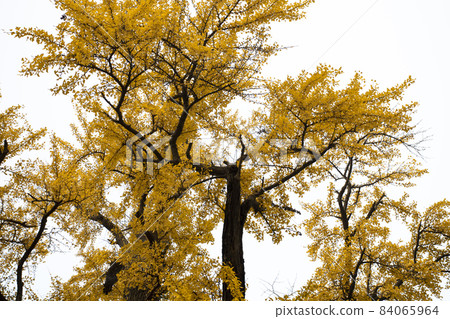 老樹,銀杏樹,百年古樹,古い木、イチョウの木、100年前の木、Old trees, 老樹,銀杏樹,百年古樹,古い木、イチョウの木、100年前の木、Old trees, 84065964