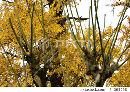 老樹,銀杏樹,百年古樹,古い木、イチョウの木、100年前の木、Old trees, 老樹,銀杏樹,百年古樹,古い木、イチョウの木、100年前の木、Old trees, 84065968
