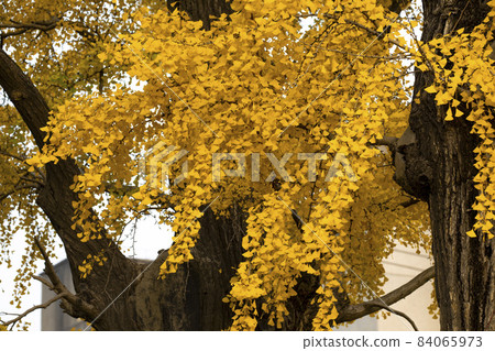 老樹,銀杏樹,百年古樹,古い木、イチョウの木、100年前の木、Old trees, 老樹,銀杏樹,百年古樹,古い木、イチョウの木、100年前の木、Old trees, 84065973