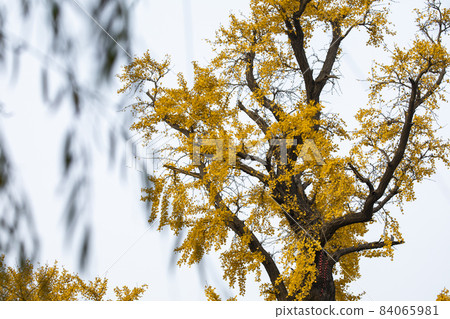 老樹,銀杏樹,百年古樹,古い木、イチョウの木、100年前の木、Old trees, 老樹,銀杏樹,百年古樹,古い木、イチョウの木、100年前の木、Old trees, 84065981