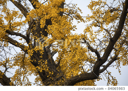 老樹,銀杏樹,百年古樹,古い木、イチョウの木、100年前の木、Old trees, 老樹,銀杏樹,百年古樹,古い木、イチョウの木、100年前の木、Old trees, 84065983
