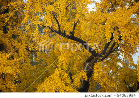 老樹,銀杏樹,百年古樹,古い木、イチョウの木、100年前の木、Old trees, 老樹,銀杏樹,百年古樹,古い木、イチョウの木、100年前の木、Old trees, 84065984
