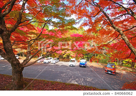 Autumn leaves in the Toyomaebo parking lot on the hillside of Hikosan, Fukuoka Prefecture 84066062
