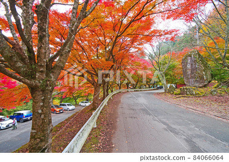 Autumn leaves in the Toyomaebo parking lot on the hillside of Hikosan, Fukuoka Prefecture Autumn leaves in the Toyomaebo parking lot on the hillside of Hikosan, Fukuoka Prefecture 84066064