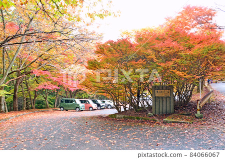 Autumn leaves in the Toyomaebo parking lot on the hillside of Hikosan, Fukuoka Prefecture Autumn leaves in the Toyomaebo parking lot on the hillside of Hikosan, Fukuoka Prefecture 84066067