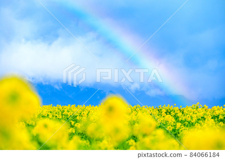 Rainbow and rape 84066184