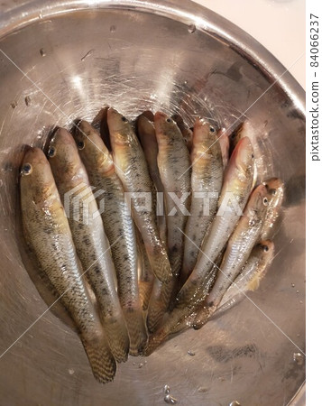 烹飪前的蝦虎魚 烹飪前的蝦虎魚 84066237