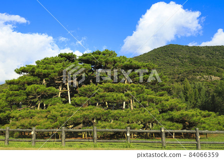 Nento Hiramatsu Ryukyu Matsu Iheya Island 84066359