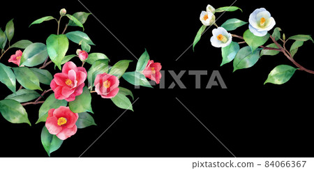 Watercolor illustration of red and white camellia. A decorative frame of branches extending from the left and right. Banner background. Camellia japonica. Watercolor illustration of red and white camellia. A decorative frame of branches extending from the left and right. Banner background. Camellia japonica. 84066367
