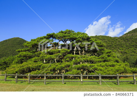 Nento Hiramatsu Ryukyu Matsu Iheya Island Nento Hiramatsu Ryukyu Matsu Iheya Island 84066371