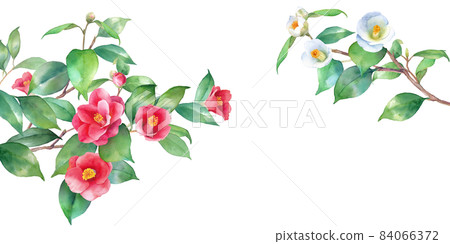 Watercolor illustration of red and white camellia. A decorative frame of branches extending from the left and right. Banner background. Camellia japonica. 84066372