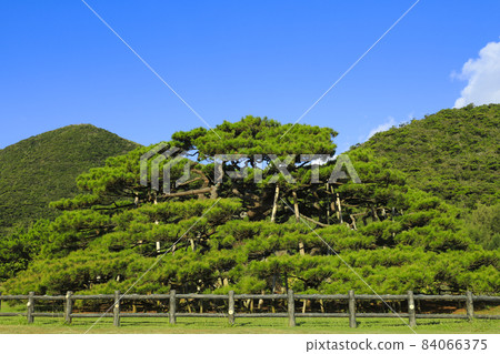 Nento Hiramatsu Ryukyu Matsu Iheya Island 84066375