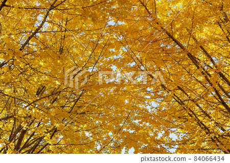 Golden Taiyuan Ginkgo row of trees [Fukuoka] 84066434