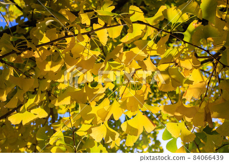 Golden Taiyuan Ginkgo row of trees [Fukuoka] 84066439
