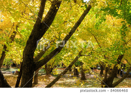 Golden Taiyuan Ginkgo row of trees [Fukuoka] 84066468