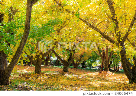 Golden Taiyuan Ginkgo row of trees [Fukuoka] 84066474