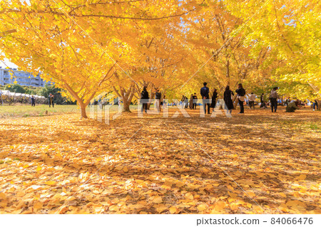 Golden Taiyuan Ginkgo row of trees [Fukuoka] 84066476