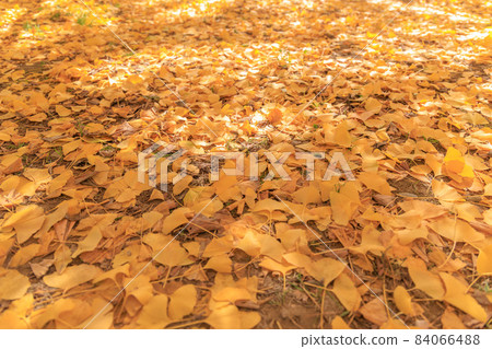 Golden Taiyuan Ginkgo row of trees [Fukuoka] 84066488