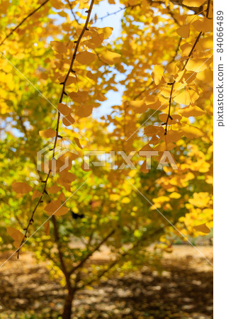 Golden Taiyuan Ginkgo row of trees [Fukuoka] 84066489