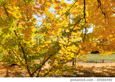 太原金銀杏一排樹[福岡] 84066490