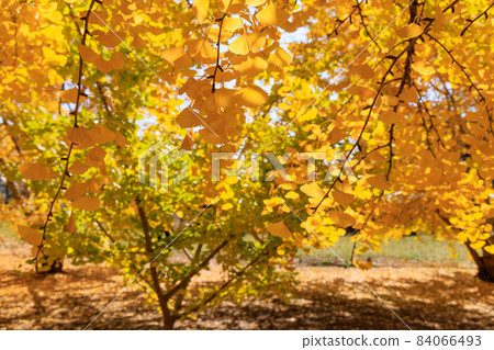 Golden Taiyuan Ginkgo row of trees [Fukuoka] 84066493