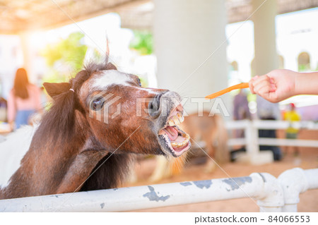 Little hand girl giving carrots to dwarf horse, feeding food Little hand girl giving carrots to dwarf horse, feeding food 84066553