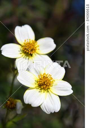 冬季宇宙 84066618