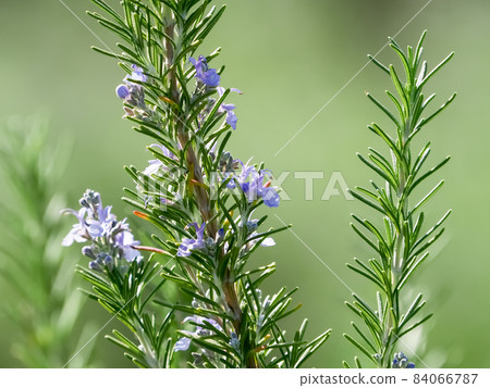 Rosemary Rosemary 84066787