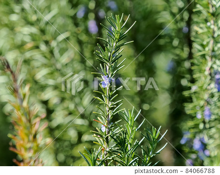 Rosemary Rosemary 84066788