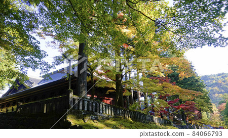 The approach to Nikko Toshogu in autumn colors 5369 84066793