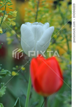 Colorful red, white and yellow Colorful red, white and yellow 84066889