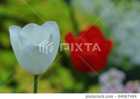 Colorful red, white and yellow Colorful red, white and yellow 84067484