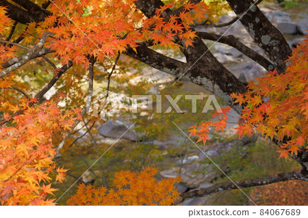 Minakami / Fujiwara Dam Autumn Leaves Minakami / Fujiwara Dam Autumn Leaves 84067689