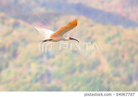 Crested ibis flying against the backdrop of autumn leaves Crested ibis flying against the backdrop of autumn leaves 84067787