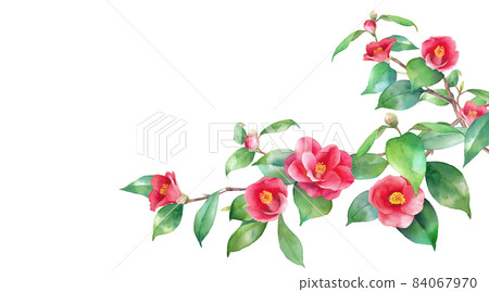 Winter flowers. Watercolor illustration of red camellia. A branch extending from the right. Banner background of camellia japonica. 84067970