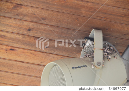 Swallow's nest on the speaker / Swallow's moth (Michi-no-eki Kami-Amakusa-san par / Kami-Amakusa, Nagasaki Prefecture) 84067977