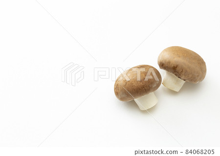 蘑菇白色背景 84068205