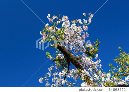 Alishan cherry blossom 84068251