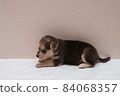 black brown puppy dog is walking, sniffing, surveying on white floor iwith copy space 84068357