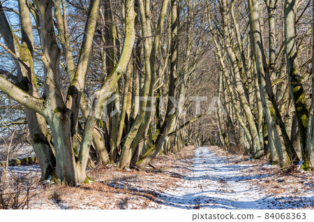 Early spring in the forest. Spring in the park. A forest road in the snow. Early spring in the forest. Spring in the park. A forest road in the snow. 84068363