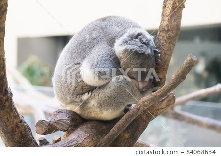Koala sleeping on a tree 84068634