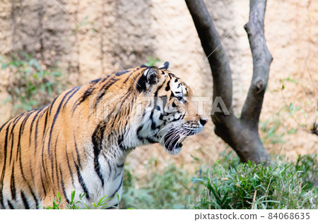 Tiger's profile 84068635