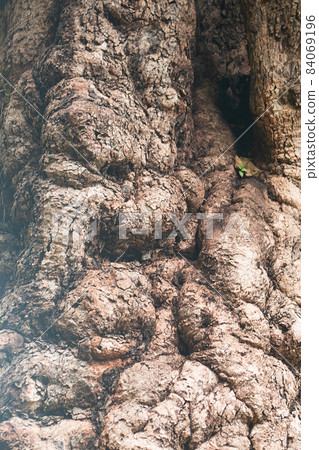 Bark of tree. The texture of bark. Seamless tree bark background. grey texture of the old tree. 84069196