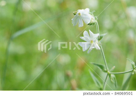 White campion flowers blooming in the garden on a summer morning 84069501