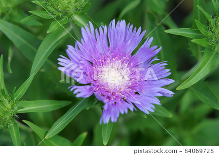 Stokesia flowers blooming in the garden Stokesia flowers blooming in the garden 84069728