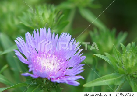 Stokesia 花盛開在花園裡 84069730